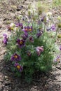 Bush of Pulsatilla vulgaris with purple flowers, silky seed-heads and silver-gray leaves