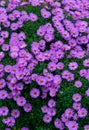 A bush of purple-lilac perennial chrysanthemums in a flowerbed in summer.