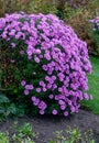 A bush of purple-lilac perennial chrysanthemums in a flowerbed in summer.