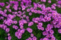 A bush of purple-lilac perennial chrysanthemums in a flowerbed in summer.