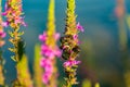 A bush of Purple Loosestrife Lythrum salicaria flower with a bunch of Japanese beetles