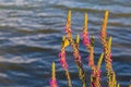 A bush of Purple Loosestrife Lythrum salicaria flower with butterfly