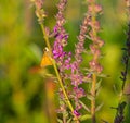 A bush of Purple Loosestrife Lythrum salicaria flower with a broad winged skipper butterfly Royalty Free Stock Photo