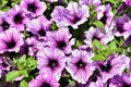 Bush of purple petunias. Close-up. Macro shooting. Royalty Free Stock Photo