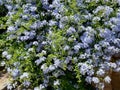 Bush of purple Plumbago Auriculata flowers. Royalty Free Stock Photo