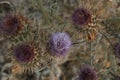 a bush of Scotch thistles flowering weeds close up on the side of the road, an introduced noxious weed in Australia,