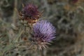 a bush of Scotch thistles flowering weeds close up on the side of the road, an introduced noxious weed in Australia,