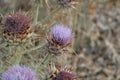 A bush of Scotch thistles flowering weeds close up on the side of the road, an introduced noxious weed in Australia,