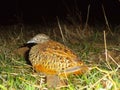 Bush quail or Perdicula Argoondah, Satara