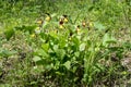 Bush of rare specieswild yellow orchids grandiflora Lady`s Slipper Cypripedium calceolus growing in a green gras of forest on