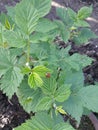 bush raspberries Royalty Free Stock Photo