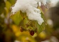 A bush of raspberry with the last berries and the first snow
