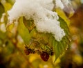 A bush of raspberry with the last berries and the first snow Royalty Free Stock Photo