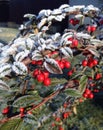 Bush red berries