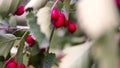 Bush with red berries in the park. From unfocus to focus