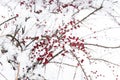 Bush with red berries under the snow Royalty Free Stock Photo