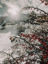 Bush of red berries under the snow on a sunny winter day Royalty Free Stock Photo