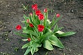 A bush of red blooming tulips in a spring garden