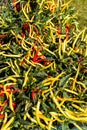Chilli pepper bush Royalty Free Stock Photo