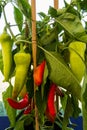 Chilli pepper bush Royalty Free Stock Photo