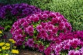 Bush of red chrysanthemums in garden, closeup. Background of pink chrysanthemum flowers in nature Royalty Free Stock Photo