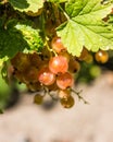 Bush of red currant berries in a garden. Sparkling in summer sun bunch ripe juicy red currant berries hanging from branch Royalty Free Stock Photo