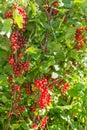 Bush red currant Royalty Free Stock Photo