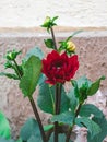 bush of red dahlia near the wall