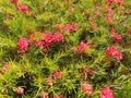 Bush of red flower grevillea rosmarinifolia or grevillea juniperina Royalty Free Stock Photo