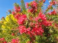 Bush of red flower grevillea rosmarinifolia or grevillea juniperina Royalty Free Stock Photo