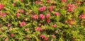 Bush of red flower grevillea rosmarinifolia or grevillea juniperina. Royalty Free Stock Photo