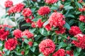 The bush of red flower name Ixora chinensis Lamk