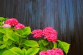 A bush of red hydrangea grows in the garden against a brown wooden wall. Scarlet hydrangea flowers with green leaves in spring, Royalty Free Stock Photo