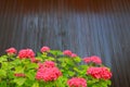 A bush of red hydrangea grows in the garden against a brown wooden wall. Scarlet hydrangea flowers with big green leaves in spring Royalty Free Stock Photo