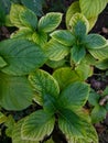 Green leaves gortensia Royalty Free Stock Photo