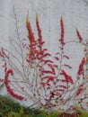 A bush with red leaves creeping over a gray concrete wall. Royalty Free Stock Photo