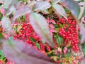 Red Nandina domestica berries