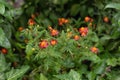 Bush of red and orange tagetes in the garden Royalty Free Stock Photo