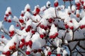 A bush of red rose hips is covered in snow and ice in winter, against a blue sky Royalty Free Stock Photo