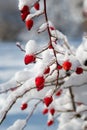 A bush of red rose hips is covered in snow and ice in winter, portrait in nature Royalty Free Stock Photo