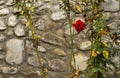 A Bush of red roses against a stone wall Royalty Free Stock Photo