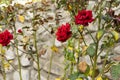 A Bush of red roses against a stone wall Royalty Free Stock Photo