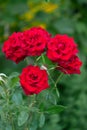 Bush of red roses in the gardenon the nature background Royalty Free Stock Photo