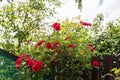 A bush of red roses in a green garden. a lot of roses Royalty Free Stock Photo