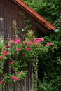 A bush with red roses grows in front of an old wooden house in Bavaria Royalty Free Stock Photo