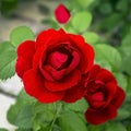 Bush red scarlet bright blooming beautiful varietal flower rose in the garden on a flower bed Royalty Free Stock Photo