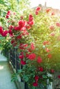 A bush of red small roses grows on the street along the fence. Urban flowers concept. Summer sunny day.