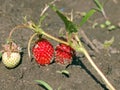 A bush of red strawberries grows on the bed.