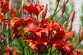 A bush of red tiger lilies in the garden in a flower bed. Royalty Free Stock Photo