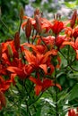 A bush of red tiger lilies in the garden in a flower bed. Royalty Free Stock Photo